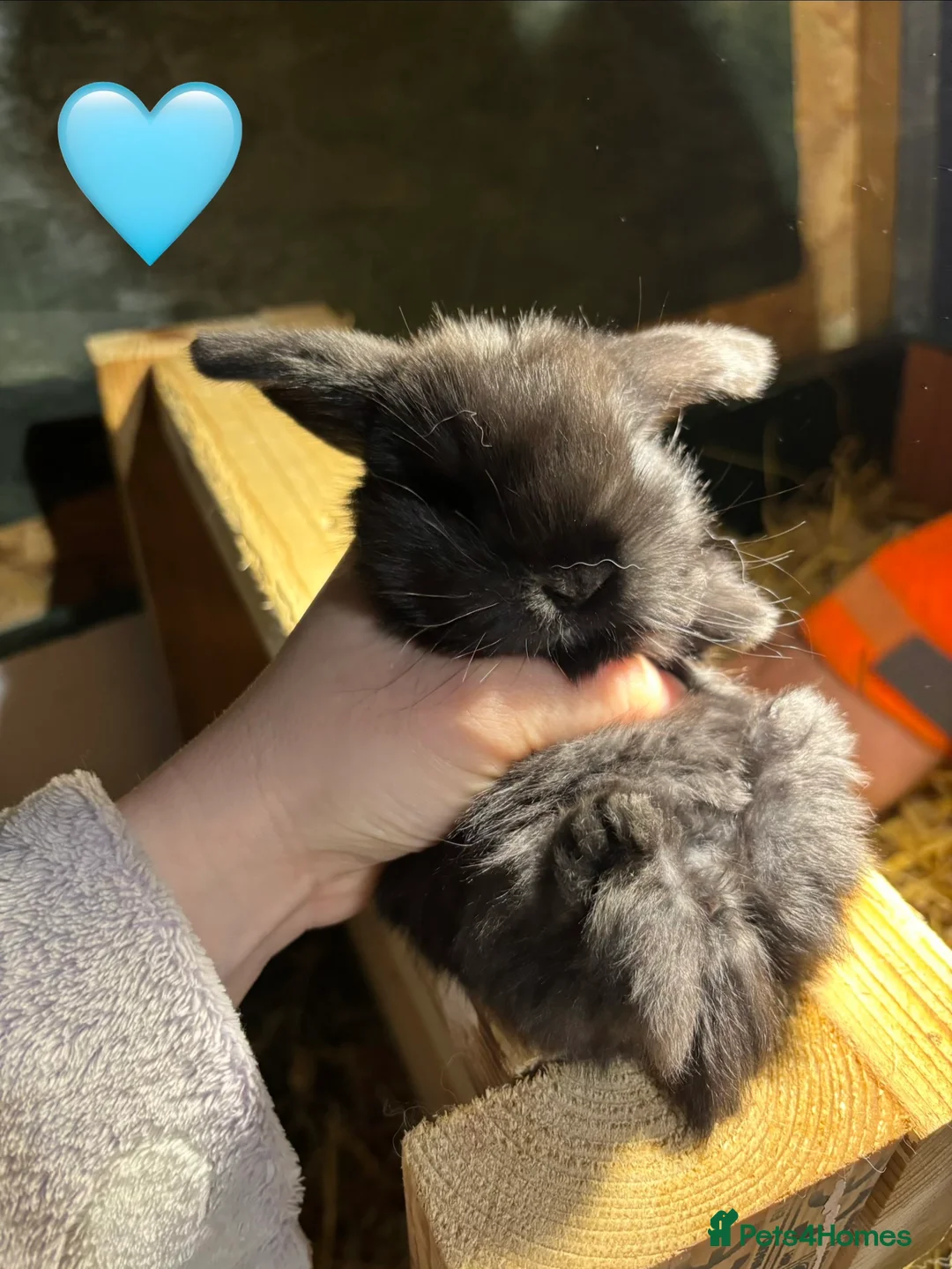 Mini Lop rabbits for sale: 🐰Adorable Mini Lops Kits🐰 - Advert 7