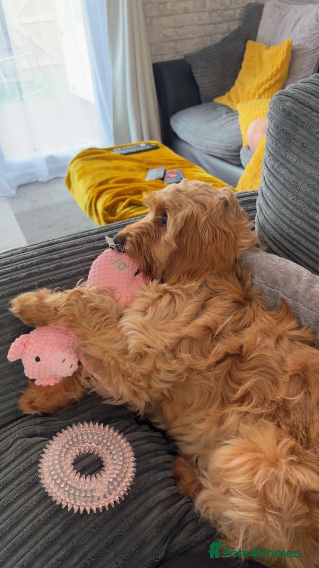 Mixed Breed dogs for sale: Daisy the cockapoo/ Cavapoo puppy  in Southampton - Advert 1
