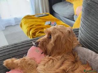 Mixed Breed dogs Daisy the cockapoo/ Cavapoo puppy - Advert 14