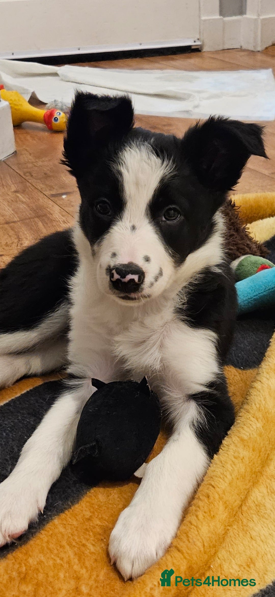 Border Collie dogs for sale: Beautiful Border Collie Puppy girl ready now - Advert 7