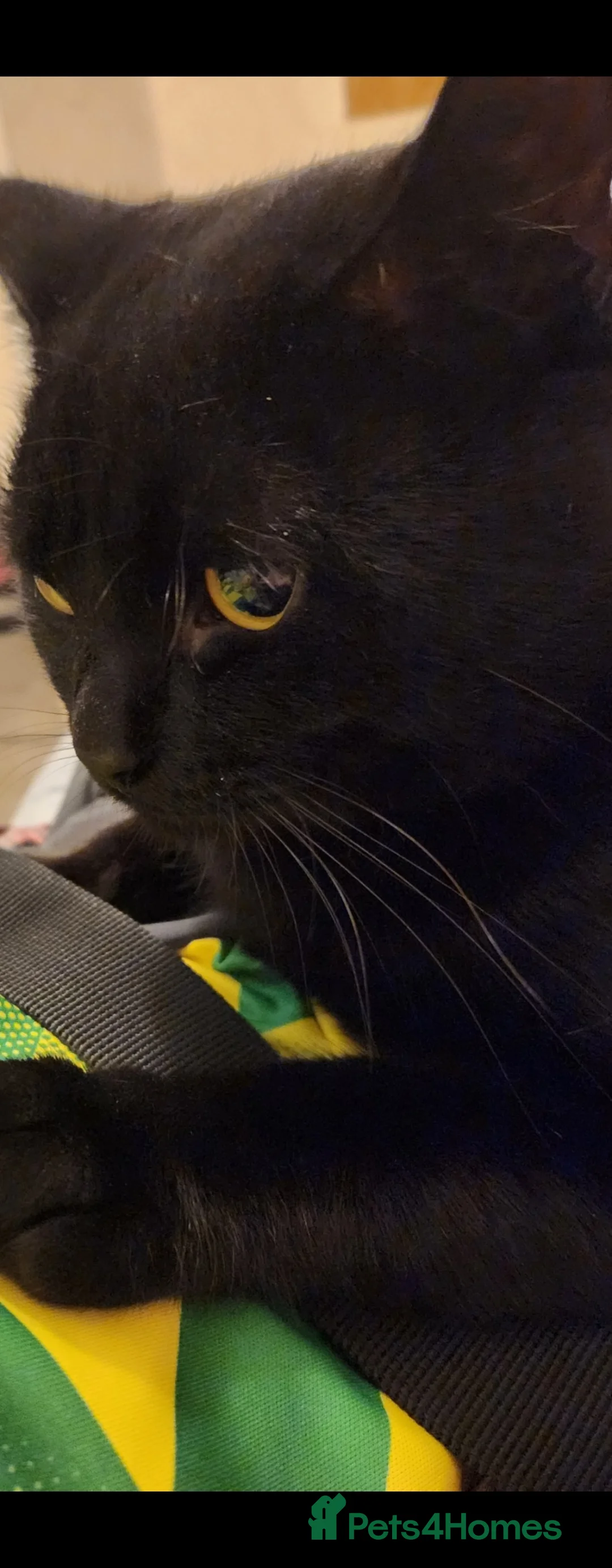 British Shorthair cats for sale: 2 male British short-hair cats  - Advert 4