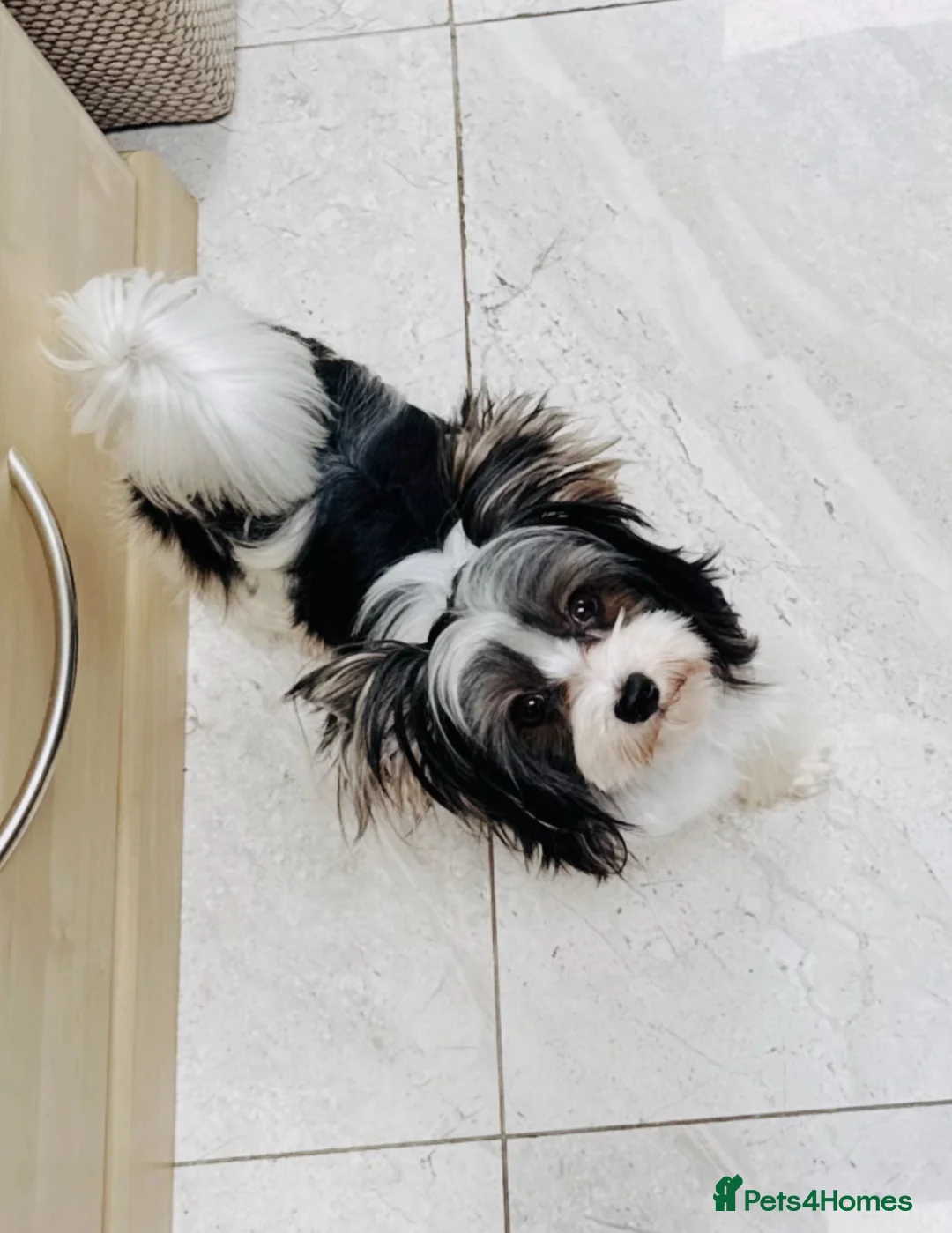 Yorkshire Terrier dogs for stud: Yorkshire terrier  - Advert 1