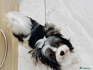 Yorkshire Terrier dogs Yorkshire terrier - Advert 8