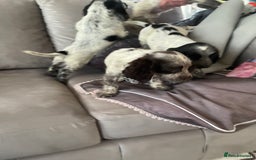 Cocker Spaniel dogs for sale: Healthy puppies - Image 7