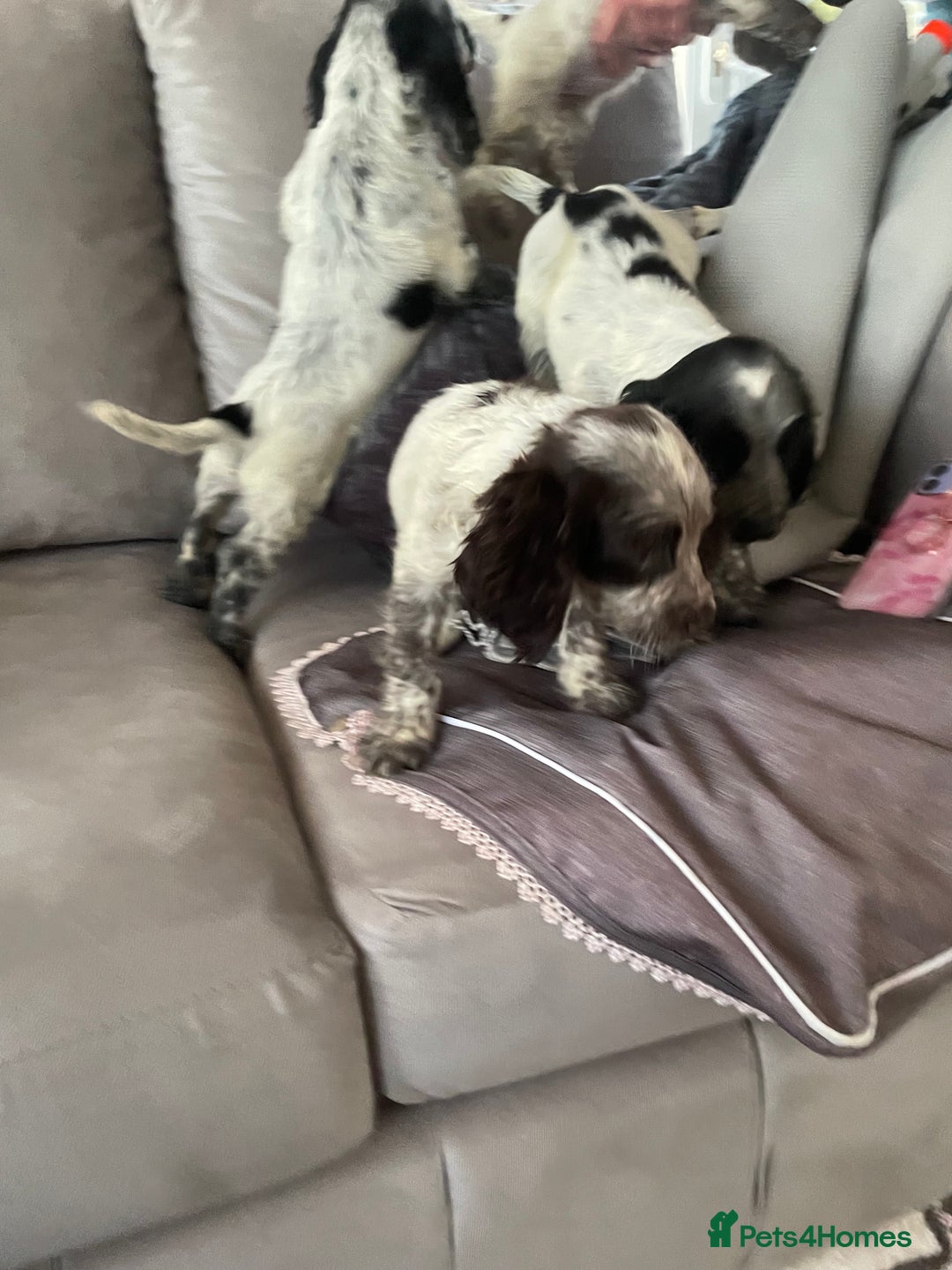 Cocker Spaniel dogs for sale: Healthy puppies - Image 7