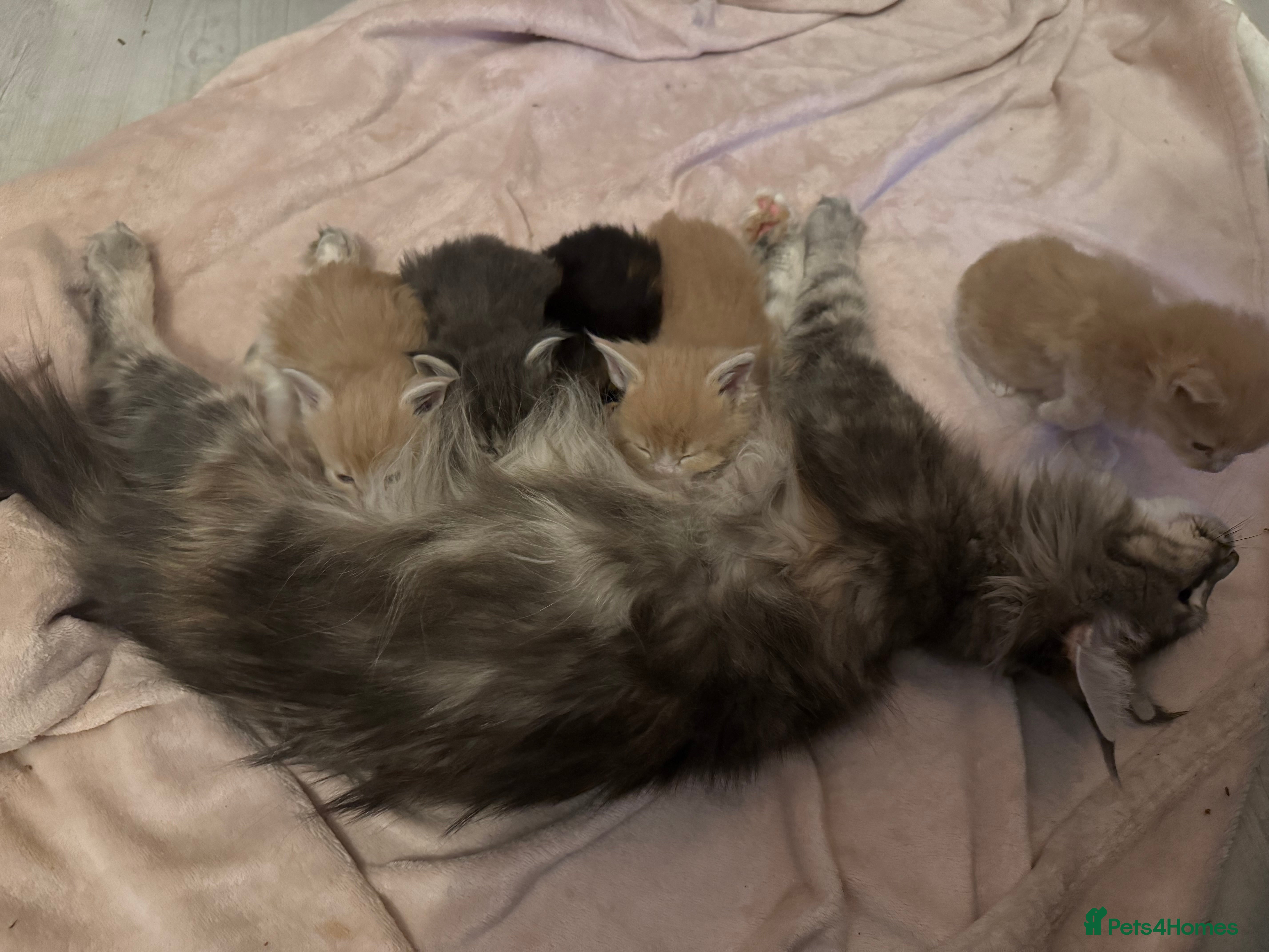 Maine Coon cats Stunning, super happy Mainecoon kittens x4 - Advert 6