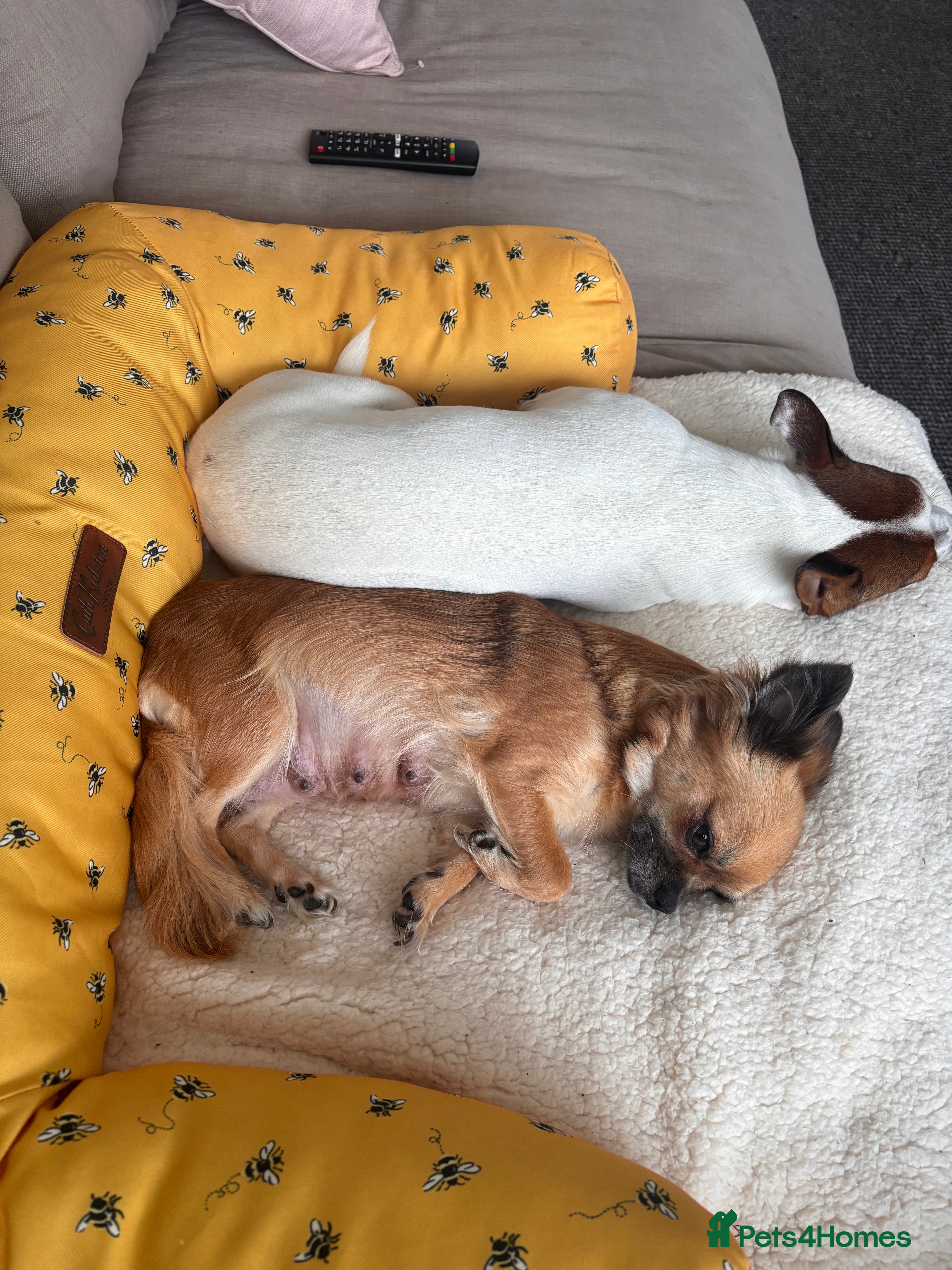 Mixed Breed dogs 5 beautiful Jackchi boys  - Advert 14