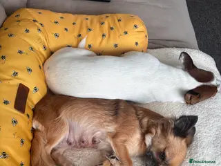 Mixed Breed dogs 5 beautiful Jackchi boys - Advert 14