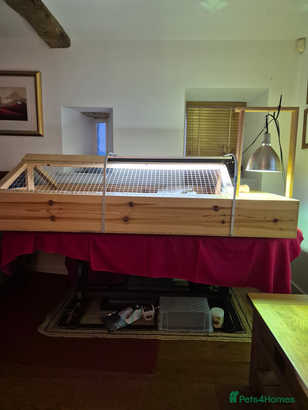 Tortoise reptiles for sale: Hermanns with full bespoke set up - Advert 4