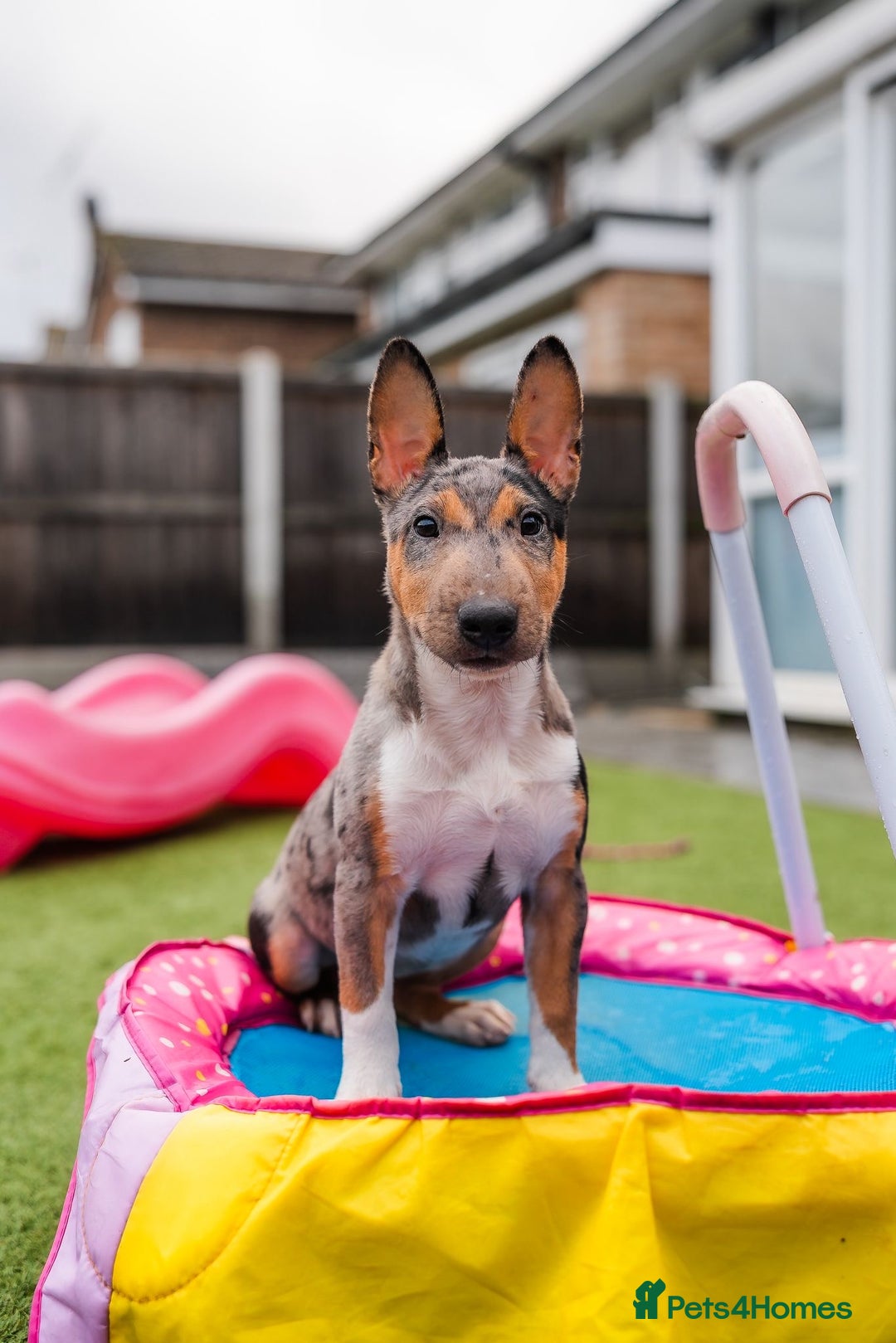 Miniature Bull terrier dogs for sale: Exotic 🎨 Miniature 🧬 Bullterrier Puppies 🐶 - Advert 1