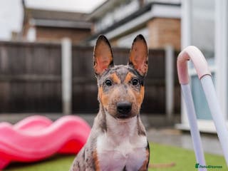 Miniature Bull terrier dogs Exotic 🎨 Miniature 🧬 Bullterrier Puppies 🐶 - Advert 1