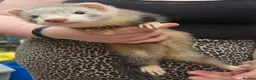 Ferret rodents for sale: Semi Angora Ferrets in Stoke-on-Trent - Advert 5