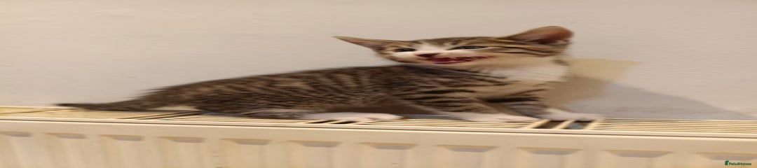 Bengal Kitten 4