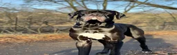 Great Dane dogs for stud: Free Stud BUT Will take a Puppy of Choice Instead in Huntly - Advert 8