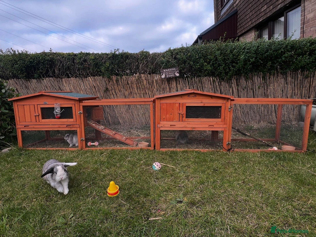 Mini Lop rabbits for sale: Beautiful Mini Lops - Ready Now - 1 Boy 2 Girls - Image 5
