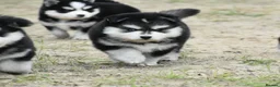 Pomsky dogs for sale: Genuine Pomsky puppies from health tested parents - Advert 26