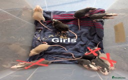 Rat rodents for sale: Adorable dumbo babies  - Image 1