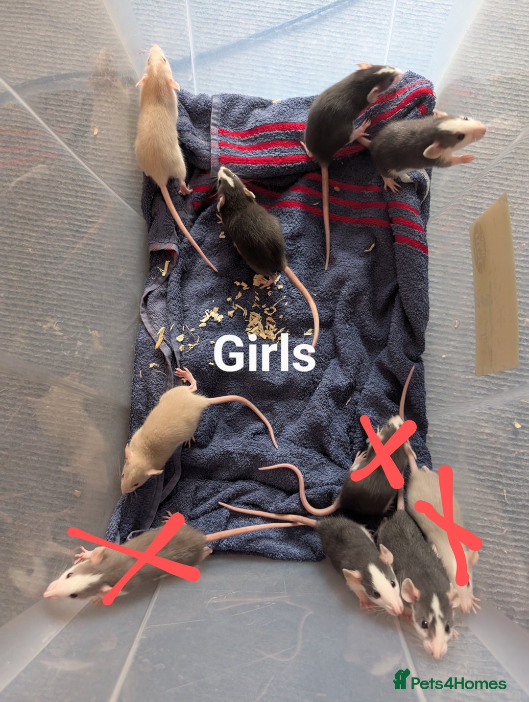 Rat rodents for sale: Adorable dumbo babies  - Image 1