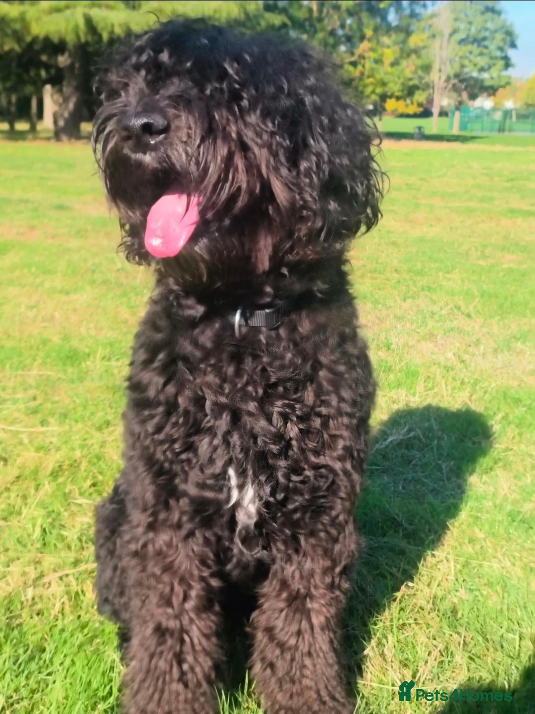 Mixed Breed dogs Double Doodle Puppies for Sale - Advert 1