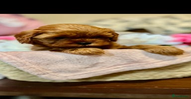 Shihpoo dogs - Advert 3