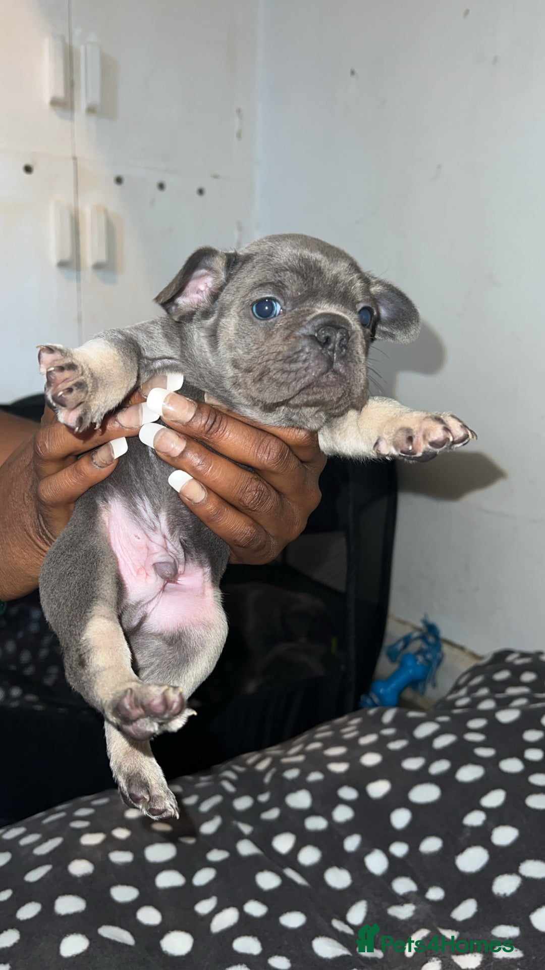 French Bulldog dogs for sale: French bulldogs Puppies - Advert 5