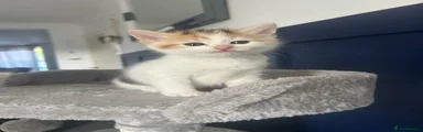 Mixed Breed Kitten 9