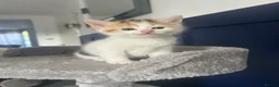 Mixed Breed cats for sale: Playful kittens for sale - Advert 17