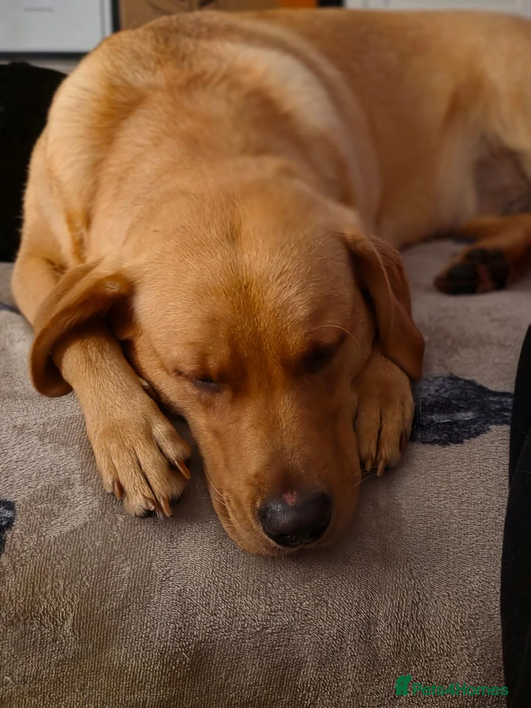 Labrador Retriever dogs for sale: Beautiful Labrador - Advert 2