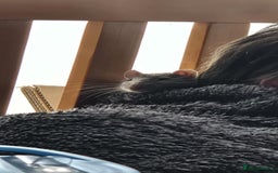 Rat rodents for sale: Free Rats with Cage etc, to good home - Image 10