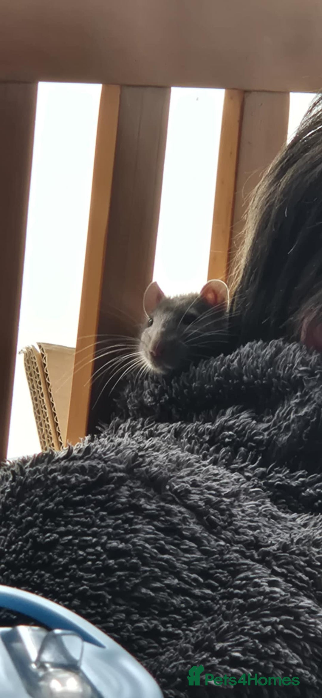 Rat rodents for sale: Free Rats with Cage etc, to good home - Image 10