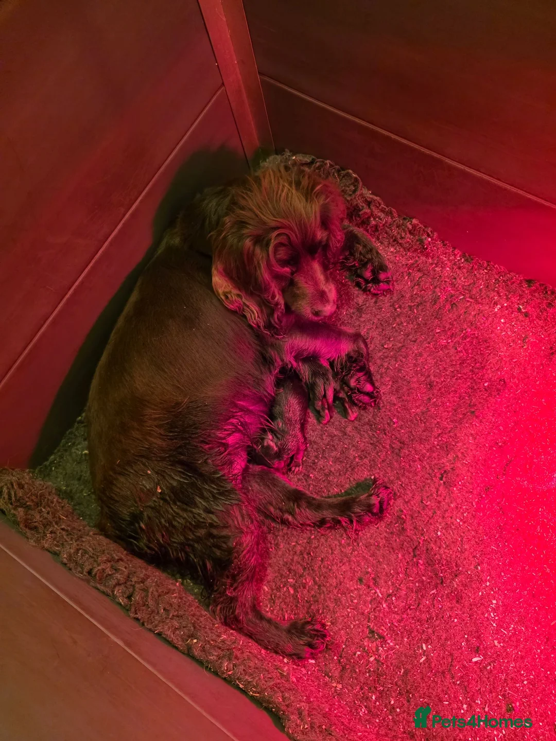 Cocker Spaniel dogs for sale: Cocker spaniel pups for sale in Lanark - Advert 3