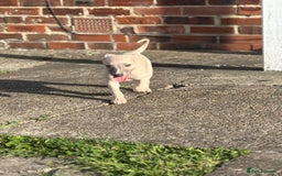 Whippet dogs for sale: Whippet pups ready now  - Image 15