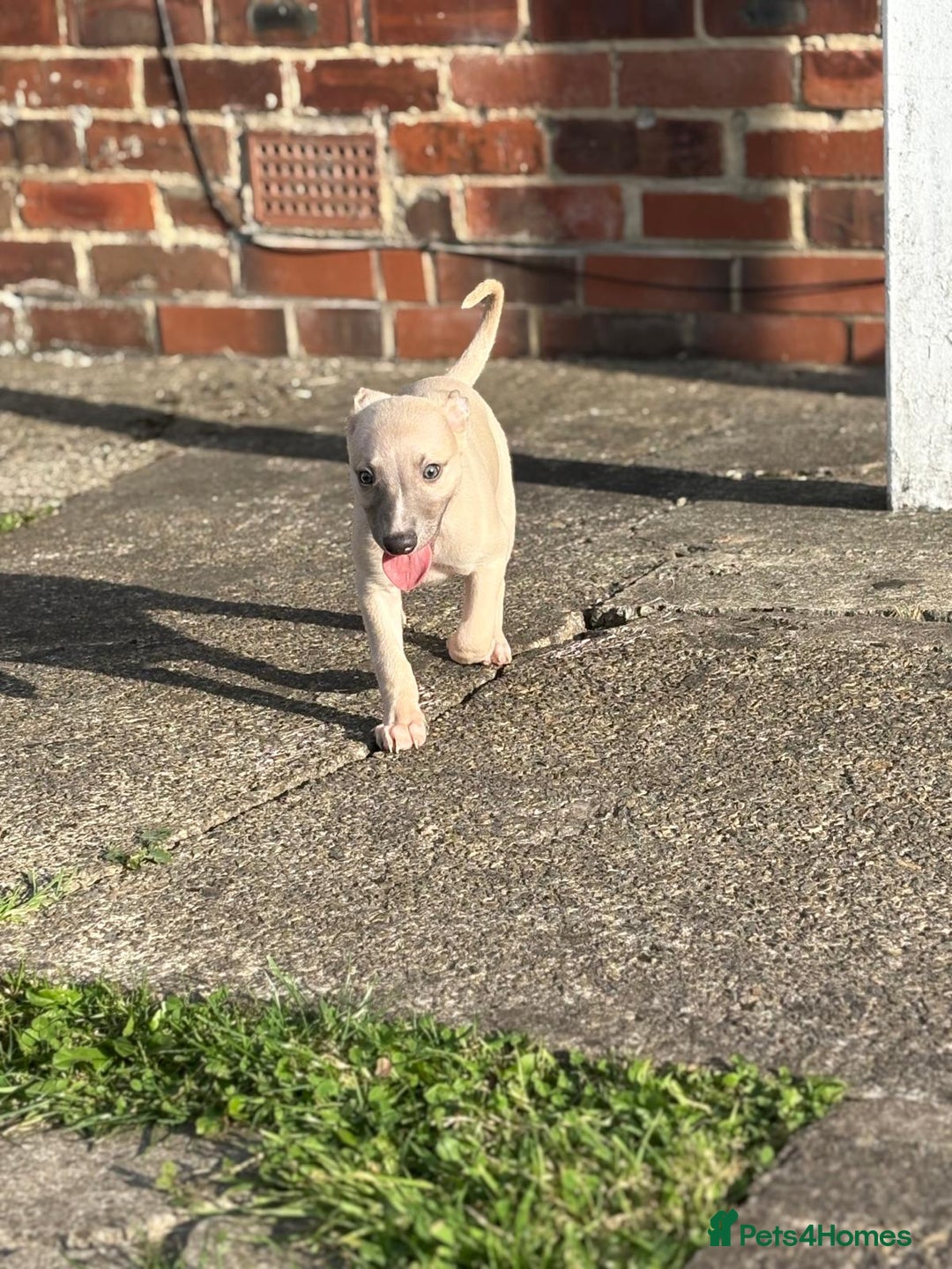 Whippet dogs for sale: Whippet pups ready now  - Image 15