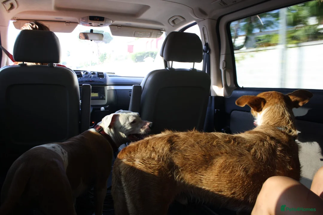 Portuguese Podengo dogs for adoption: 7 YEARS WAITING - FORGOTTEN DOGS - Advert 11