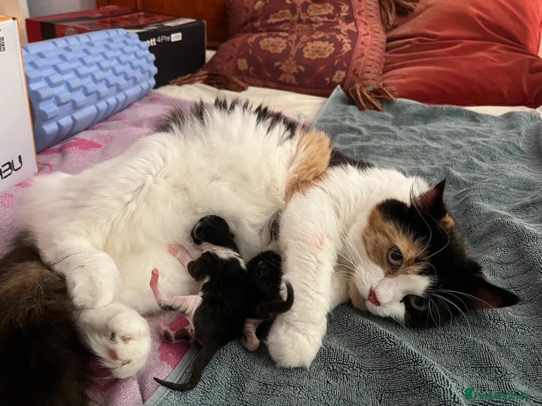 Mixed Breed cats for sale: Beautiful Kittens Seeking Loving Forever Homes  - Advert 2