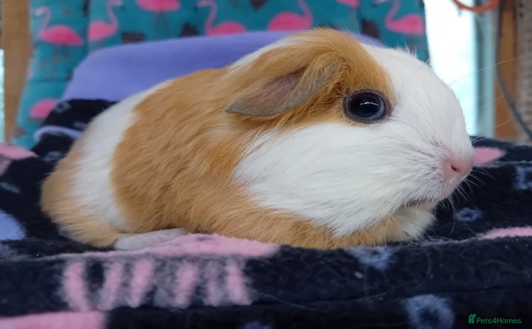 Guinea Pig rodents for sale - Advert 2