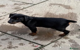 Jagdterrier dogs for sale: Jagd terrier dog & bitch pup - Image 9