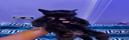 Domestic Shorthair cats for sale: Beautiful Black Kittens - Playful, Healthy & Ready in London - Advert 5