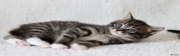 Mixed Breed cats for sale: Meet Our Beautiful Kittens! 🐾 - Advert 16