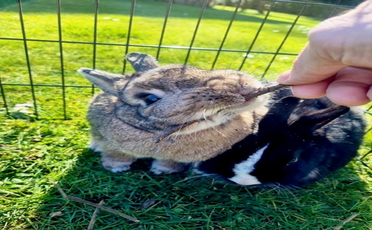 Netherland Dwarf rabbits - Advert 1