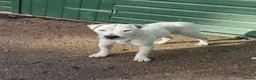 Jack Russell dogs for stud: 2x jack russell for stud in Doncaster - Advert 11