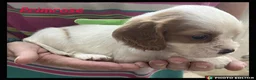 Cockalier dogs for sale: Beautiful Cockaliers - Advert 16