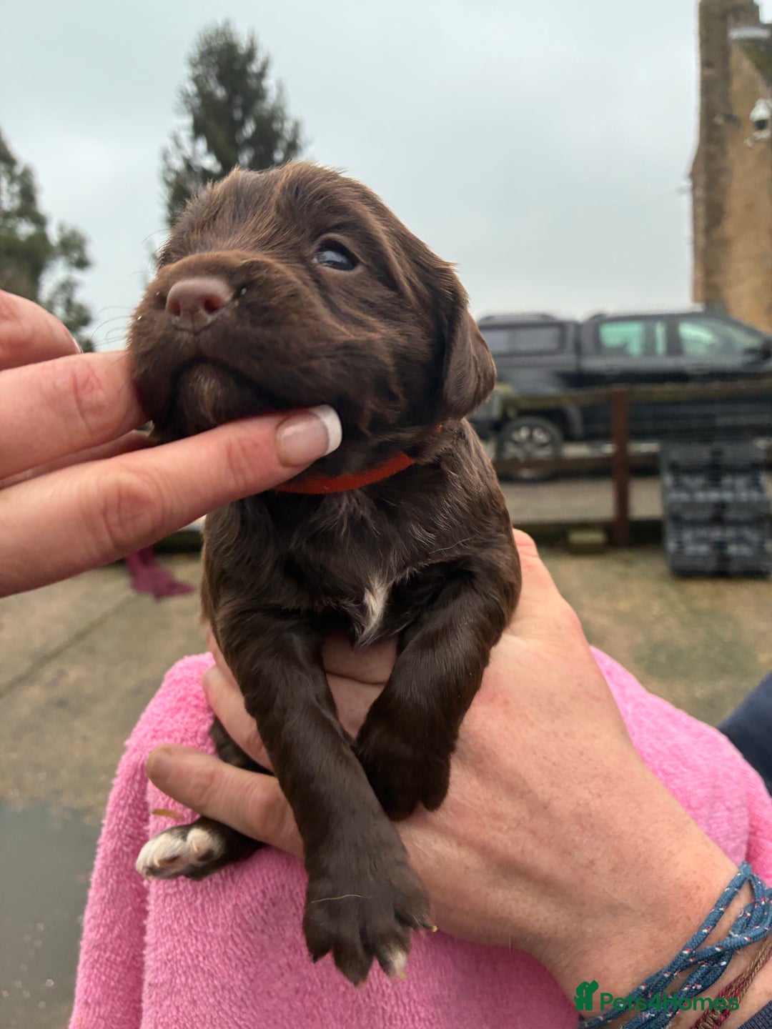 Cocker Spaniel dogs for sale: True working Cocker Spaniels docked  - Advert 17