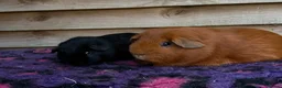 Guinea Pig rodents for sale: Guinea pigs forsale  - Advert 3