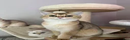 British Shorthair cats for sale: LAST GOLDEN KITTEN LEFT  - Advert 10