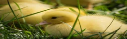 Ducks poultry for sale: Ducklings for sale females 🐥  - Advert 2