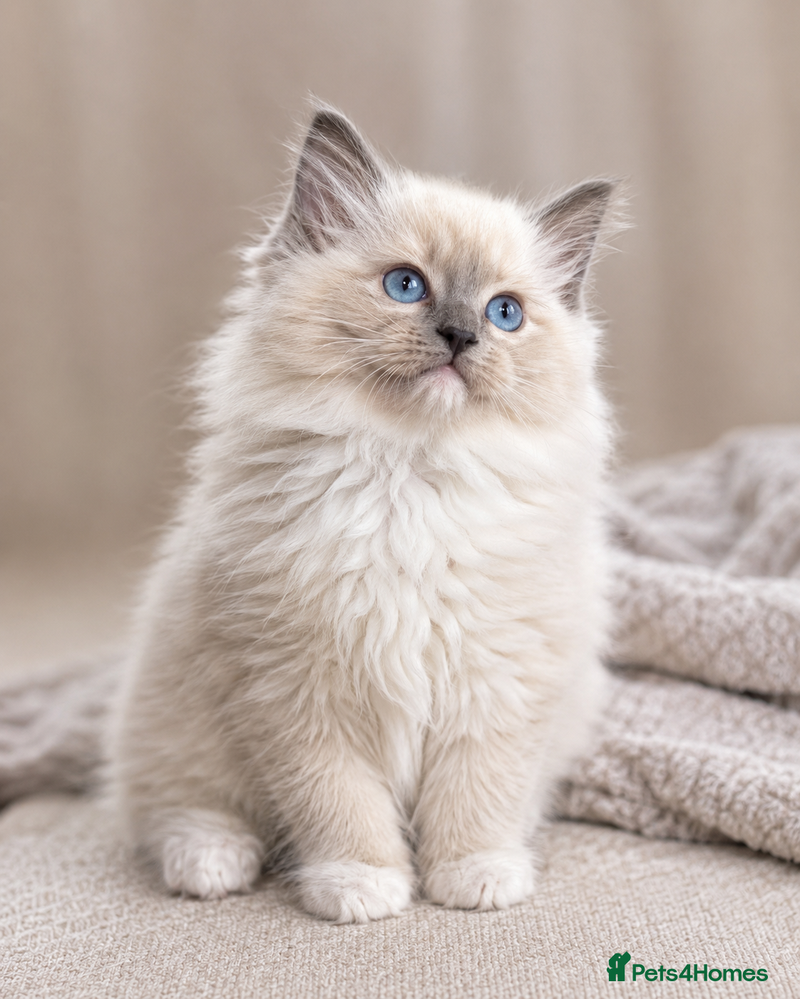 Ragdoll cats Beautiful Tica registered Ragdolls babies 🌸 - Advert 2