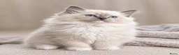 Ragdoll cats for sale: Beautiful Tica registered Ragdolls babies 🌸 - Advert 2