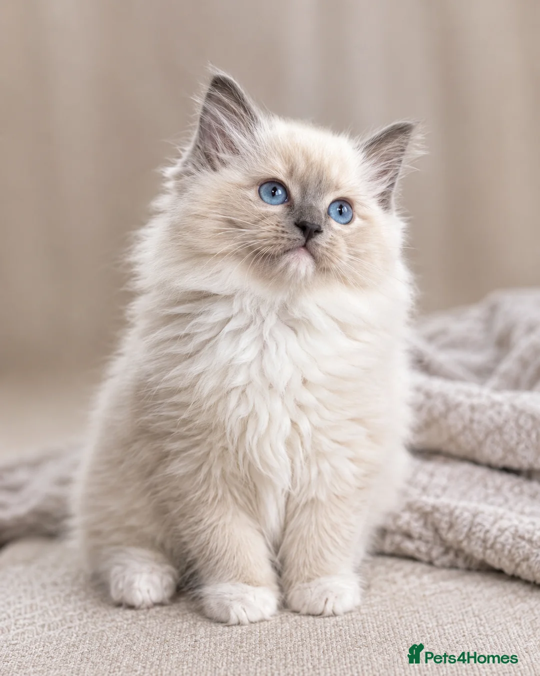 Ragdoll cats for sale: Beautiful Tica registered Ragdolls babies 🌸 - Advert 2