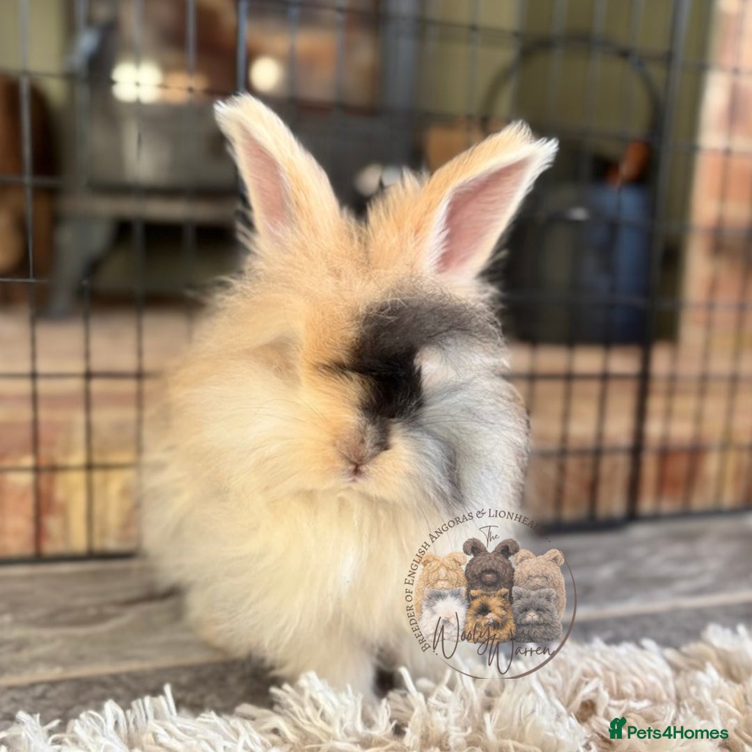 Angora rabbits for sale: Fully Vaccinated English Angoras ♥️ - Advert 4